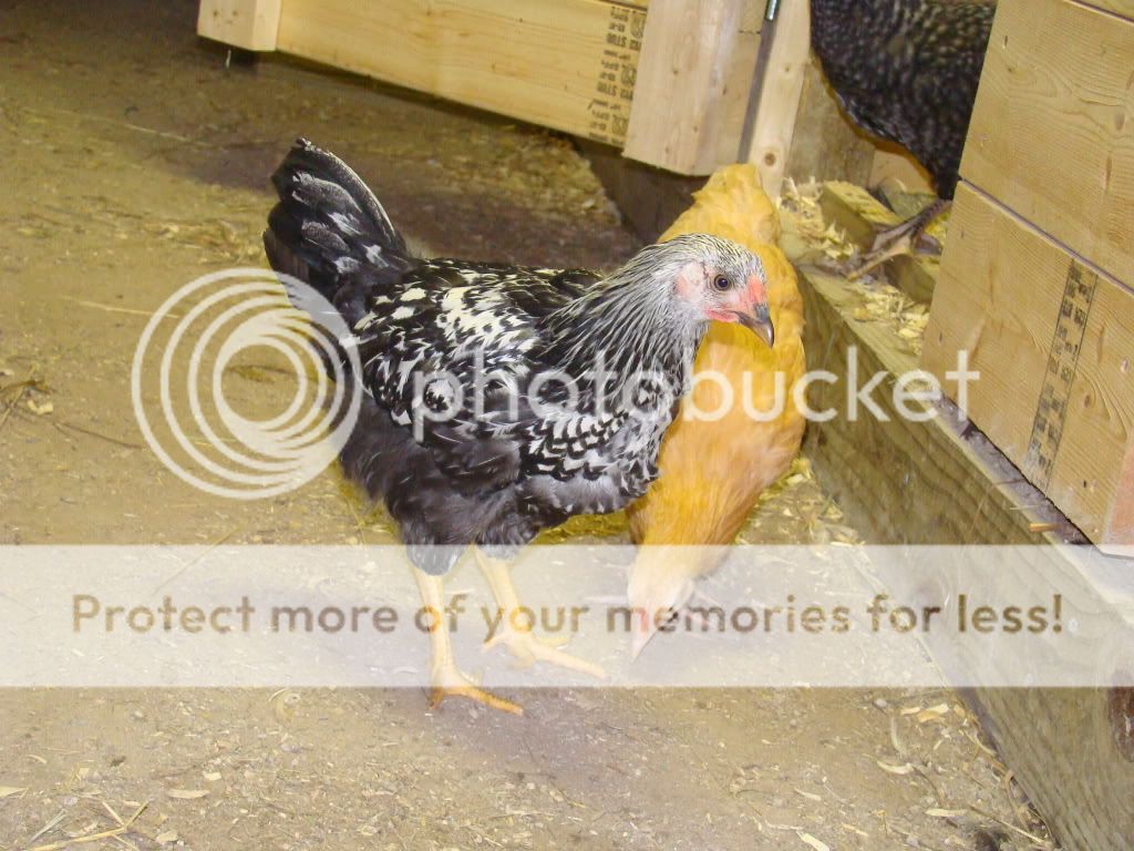 chickens515.jpg
