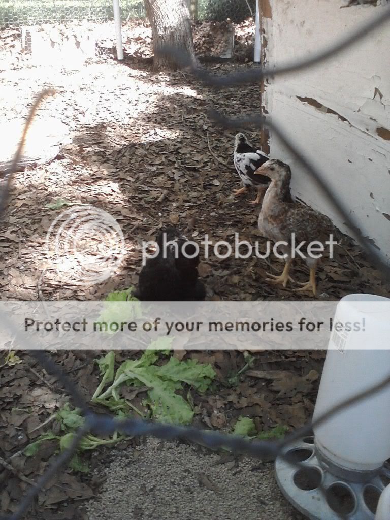 downsized_Image05042011160149.jpg