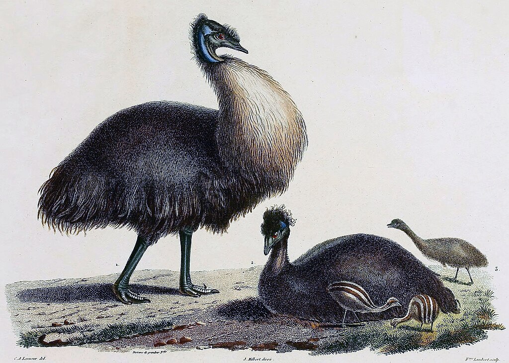 1024px-Baudin_emus.jpg