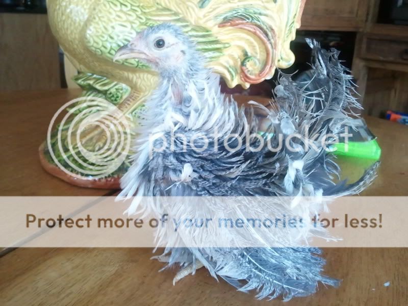 2011-02-19151828.jpg