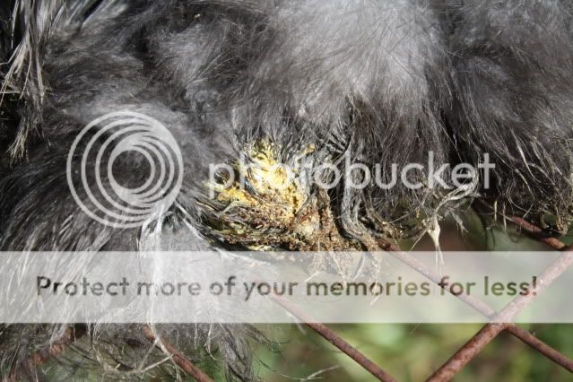 Sicksilkie009.jpg