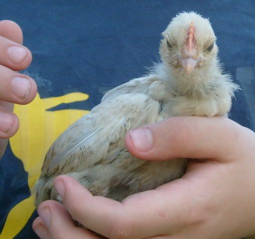 morebantychicks002.jpg