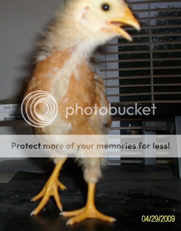 chicksday17001.jpg