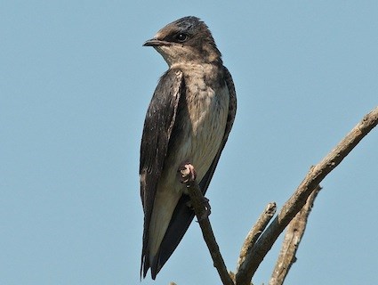 purple_martin_simonrichards.jpg