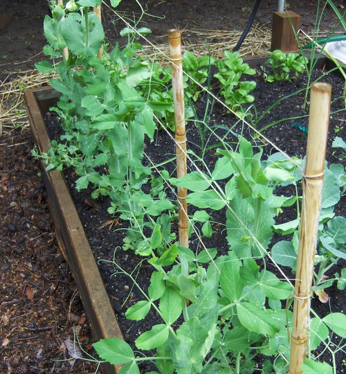 peas.JPG