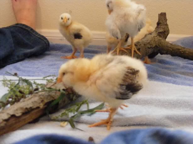 Chicks100709010.jpg