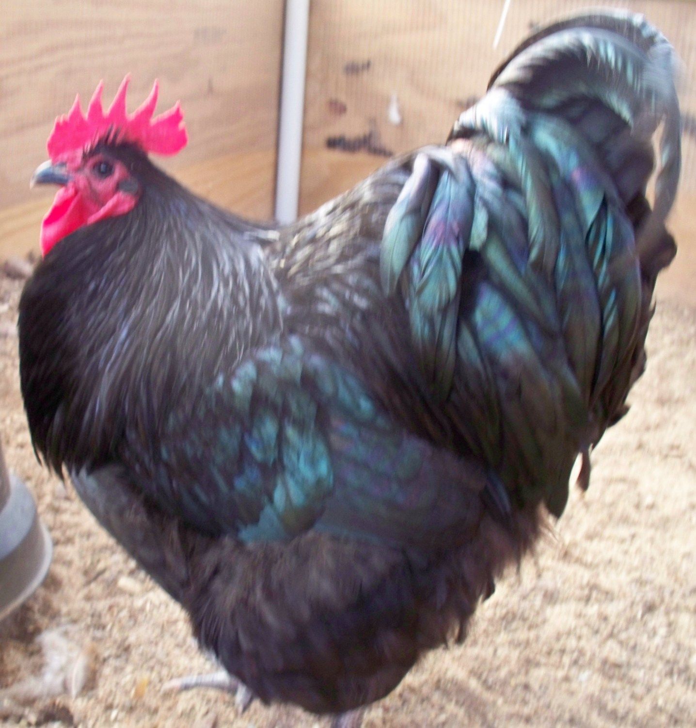 400x418px-LL-6f1c5ce8_chickenpics012713017.jpeg