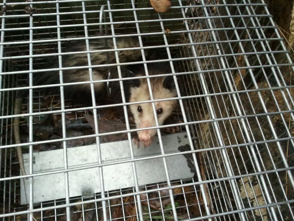 opossum.jpg