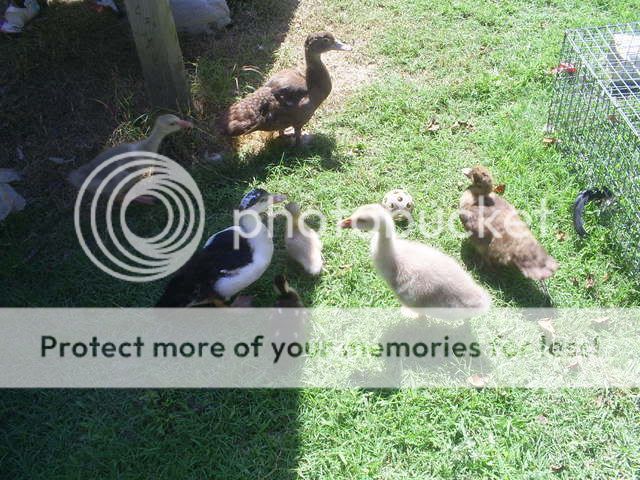 animals077.jpg
