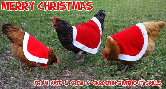 dec2-chicken-msg-1.jpg