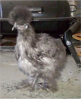 Silkies005.jpg