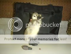 duckling4.jpg