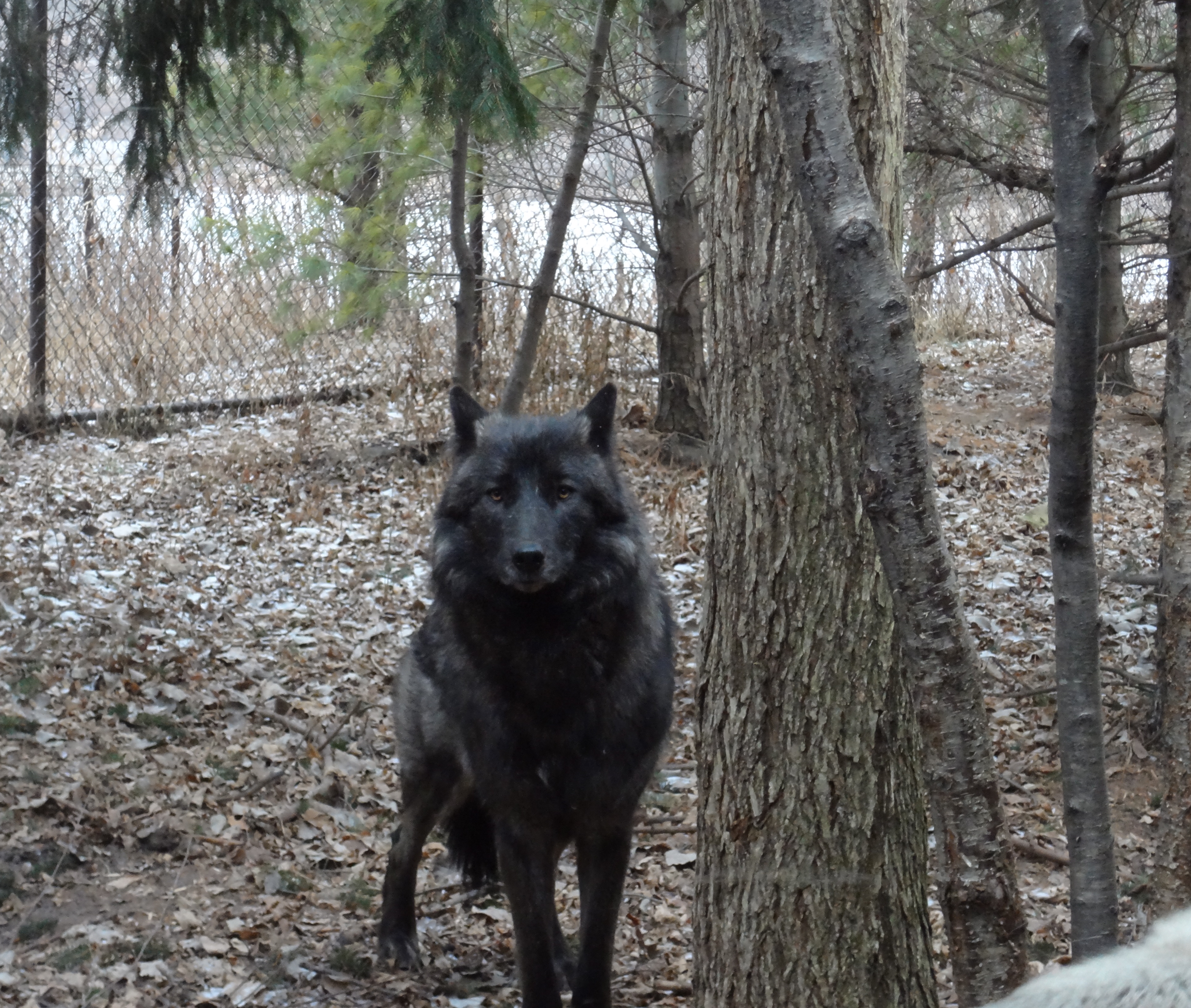 gray-wolf-gaze.jpg