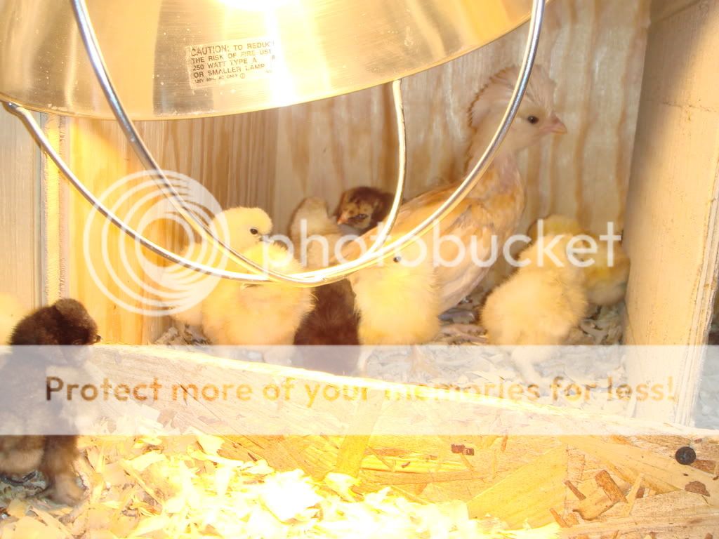 Silkiebabies5-30-086.jpg