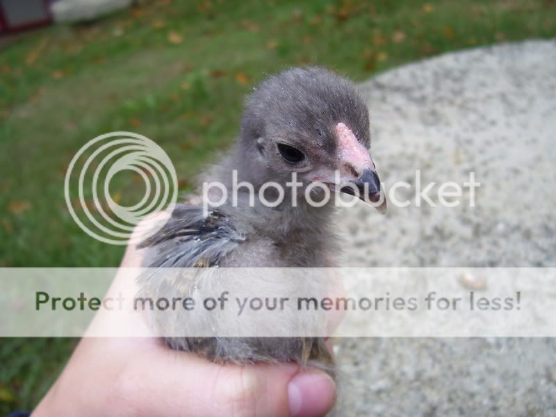 chicks11-20-07004.jpg