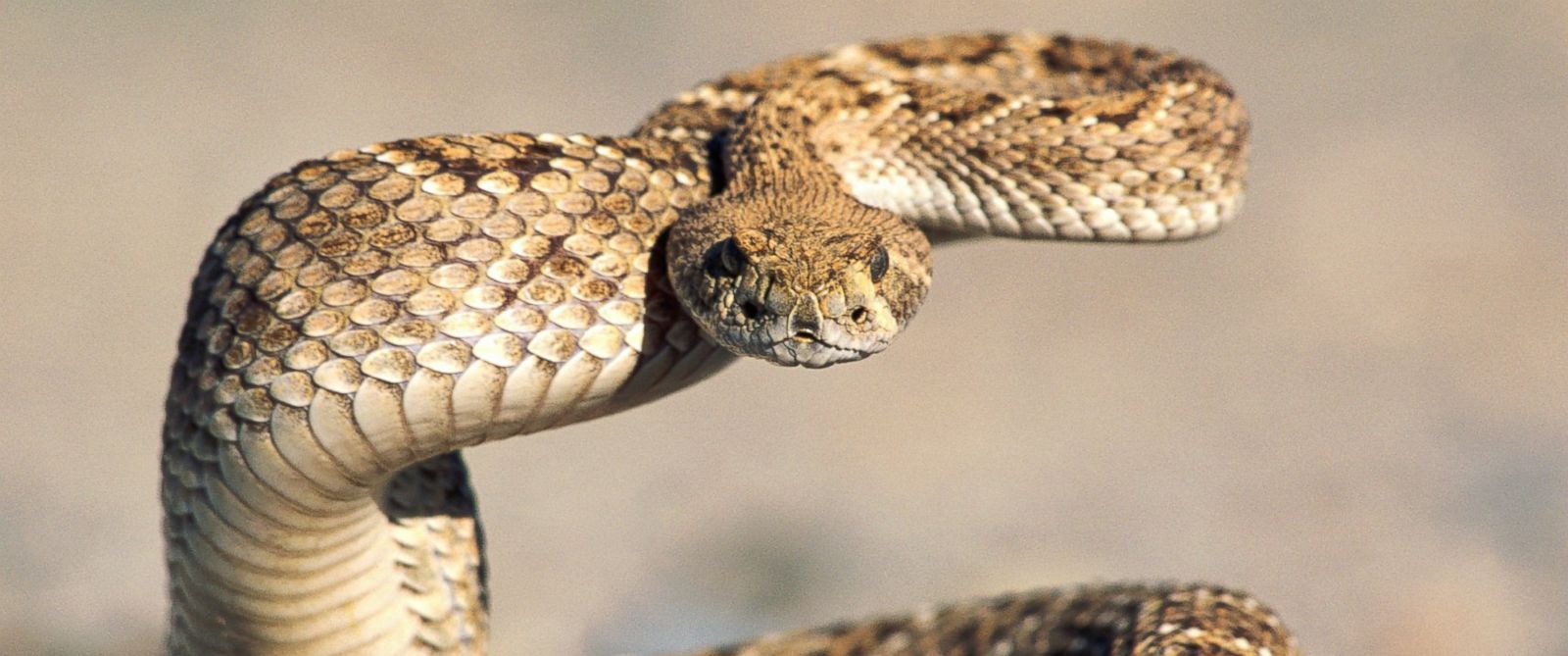 GTY_rattlesnake_kab_150611_31x13_1600.jpg