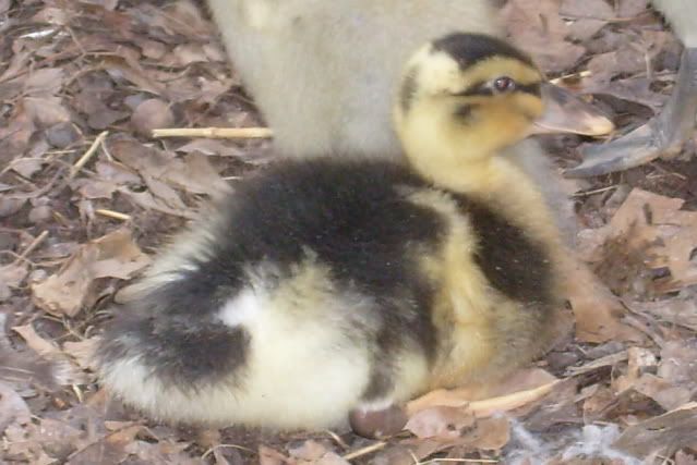 duckquestions031.jpg