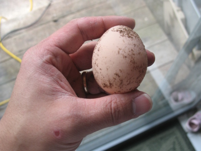 20080503_egg.jpg