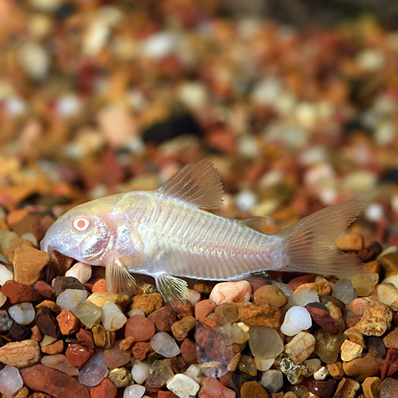 lg_89786_Albino_Aeneus_Cory_Cat.jpg