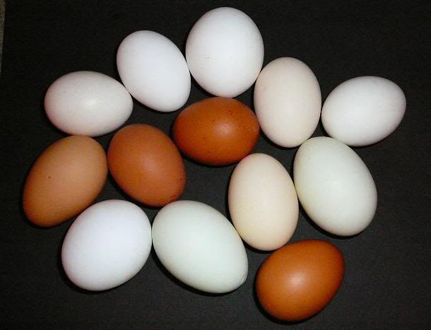 Mixeggs8-08.jpg