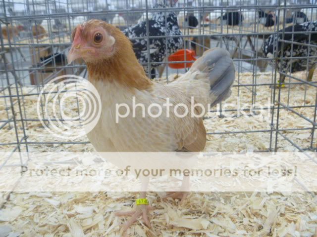 poultryshow11125.jpg