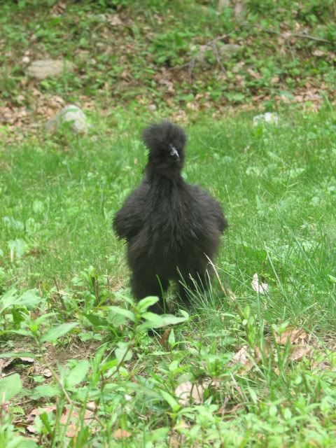 silkies085.jpg