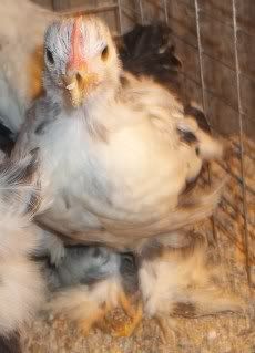 chicksDec008.jpg