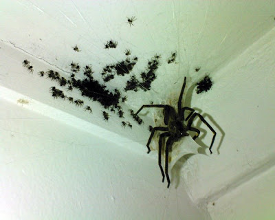 spider-hell.jpg