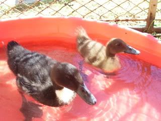 100_1803.jpg