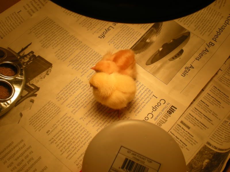Copyofbabychicks001.jpg