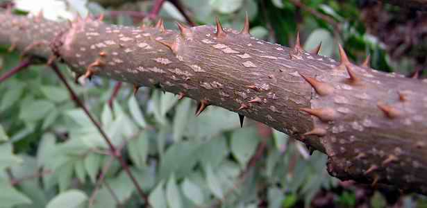 DevilsWalkingstickThorns_CorbinHololw_060902.jpg