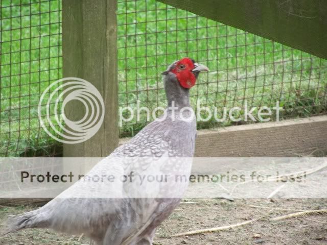 pheasant004-1.jpg