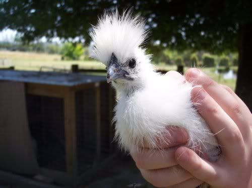 CHOOK.jpg
