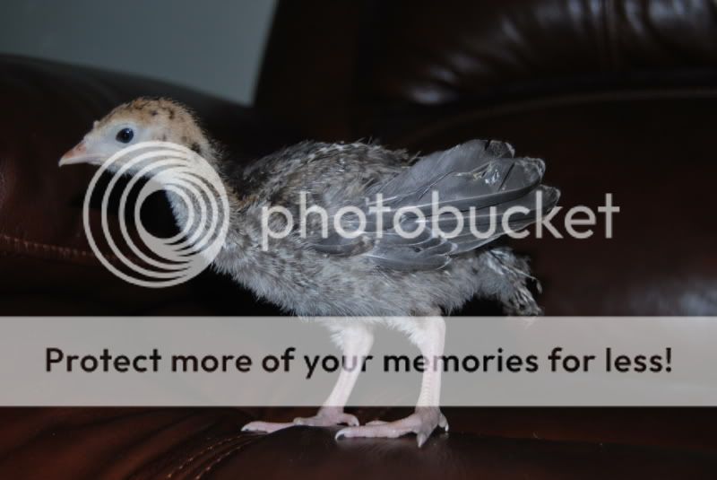 Ricky1.jpg