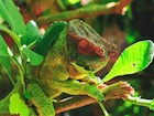 buy-parsons-chameleon.jpg