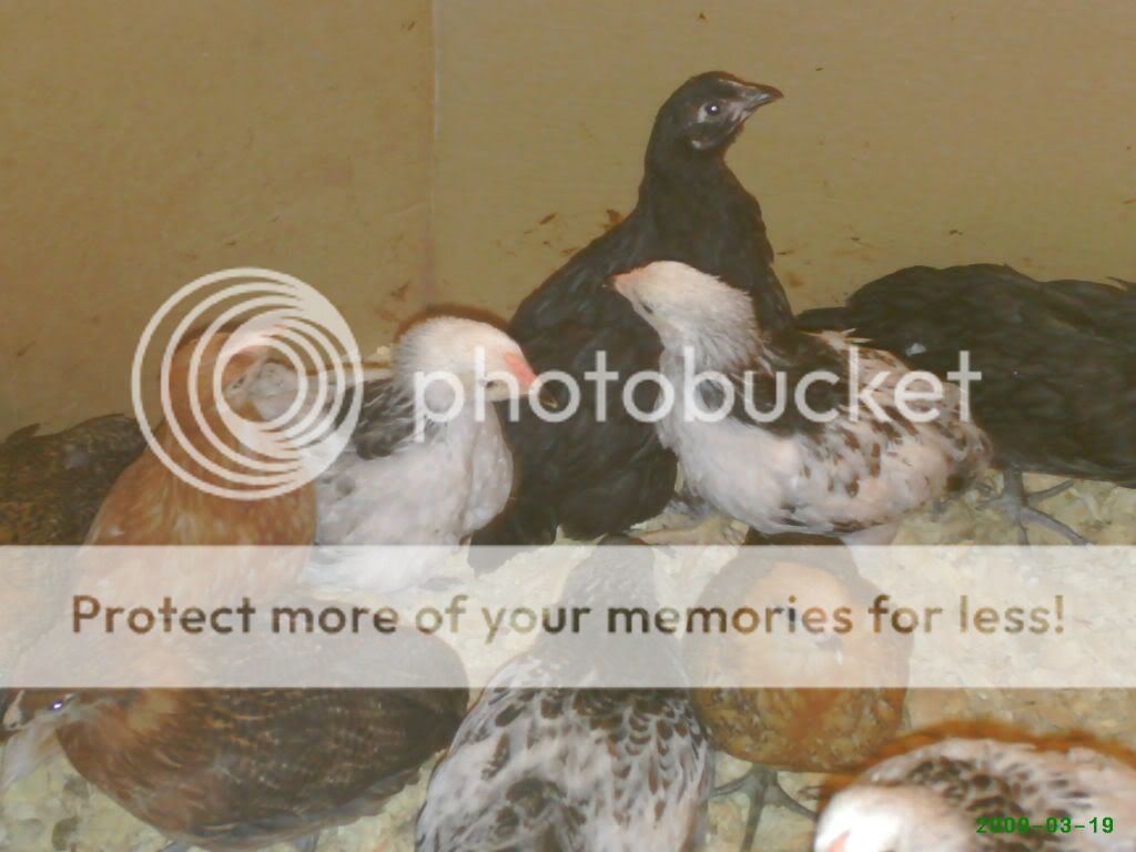 babychickspics064.jpg