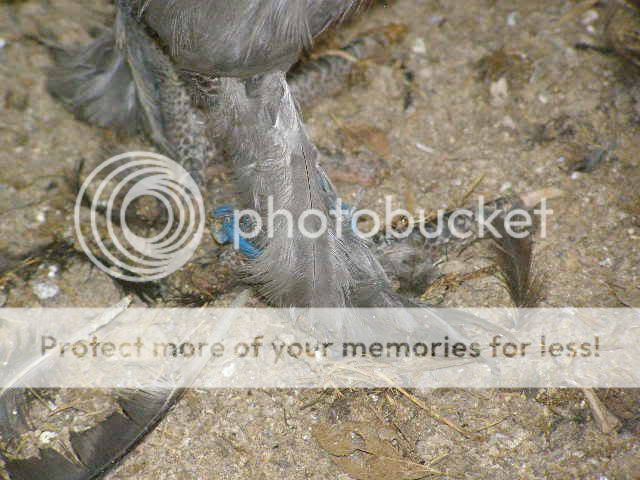 Marans015.jpg