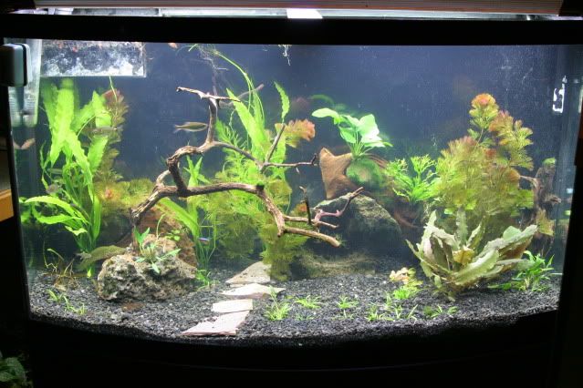 2PlantedBowfront46g.jpg