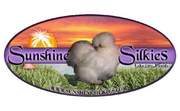 SunsetSilkies-Gif-small.gif
