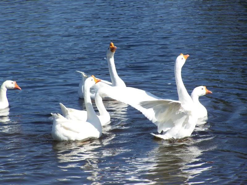 geese3.jpg
