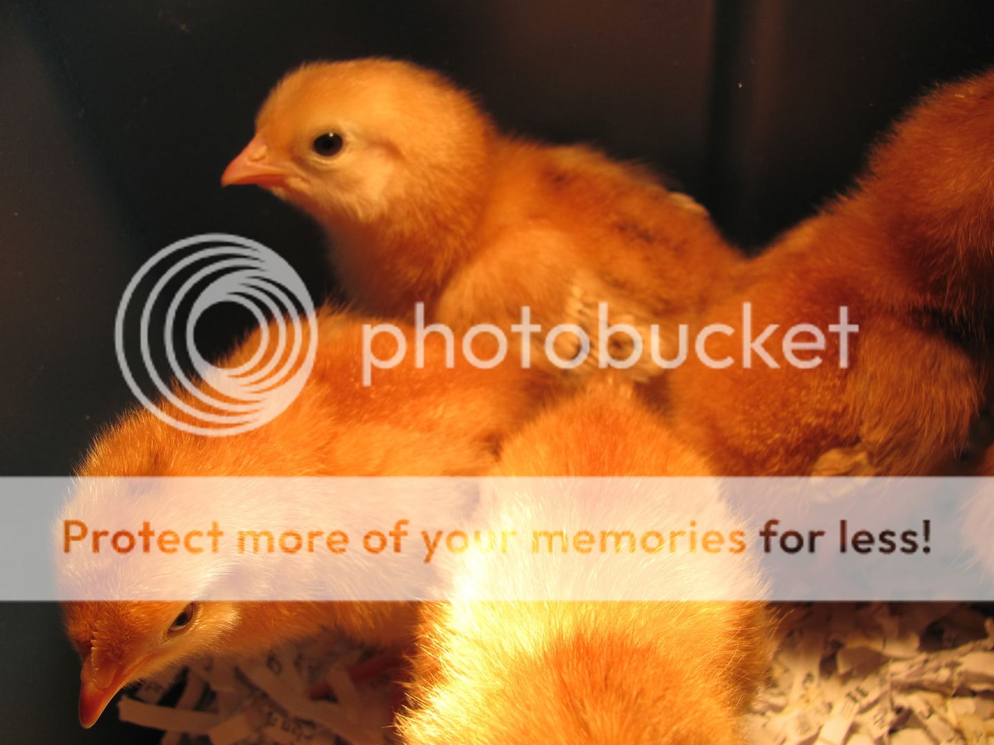 RIRchicks034.jpg