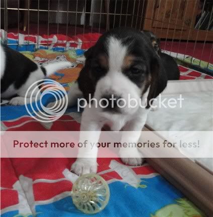 puppy3Sophiegirl3wks.jpg