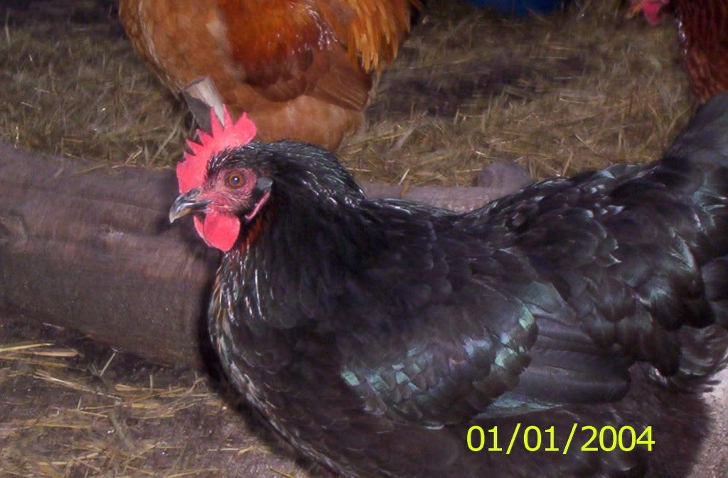 animals413.jpg