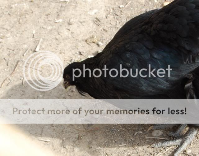 araucana2009.jpg