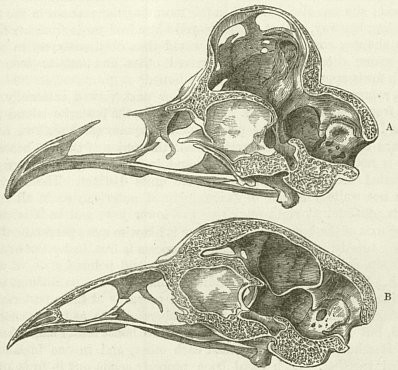 1868_Variation_F878.1_fig36.jpg