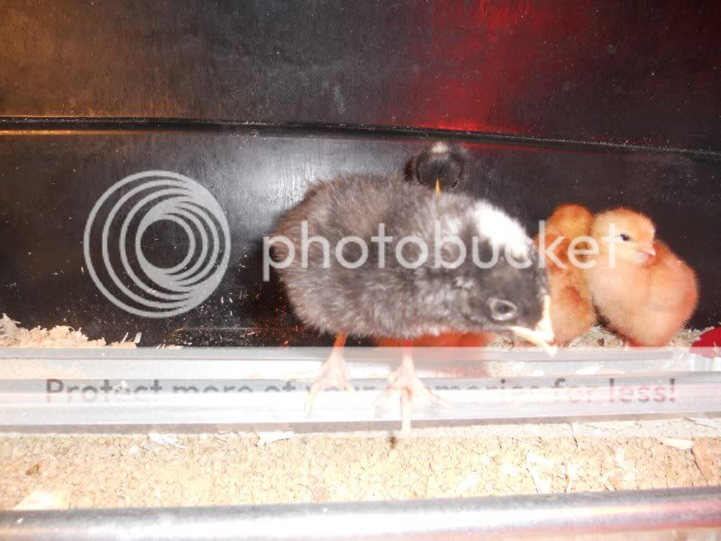 chicks011.jpg