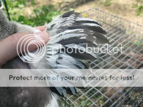 chick1wing.jpg