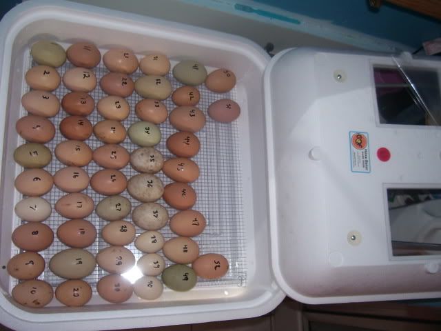 100_2321.jpg