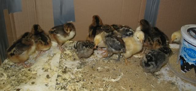 chicks017.jpg