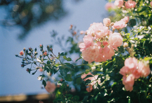 tumblr_m05k4voNSB1qikj6po1_500.jpg